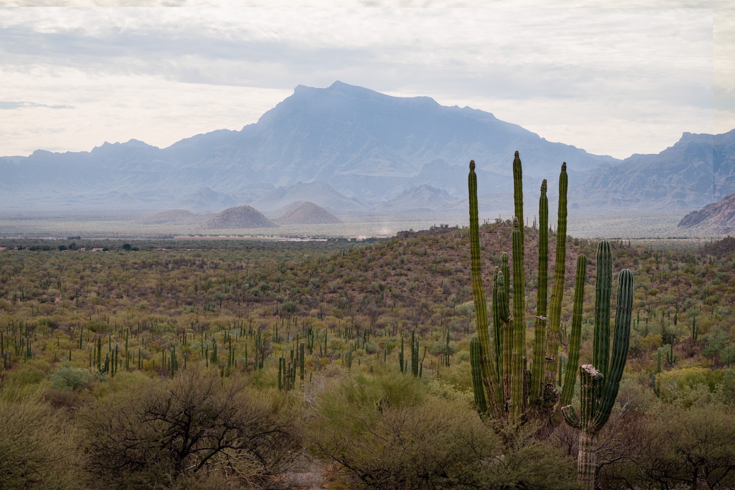Exploring Sonora’s Unique Cultural Festivals